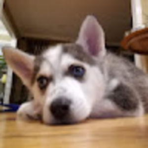 Meet your Posher, Elena